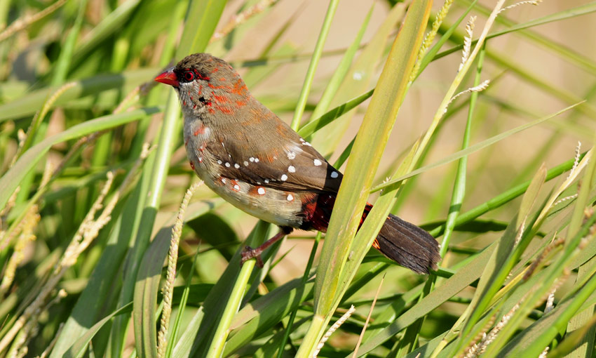 Ruusutiikeri-74125.jpg