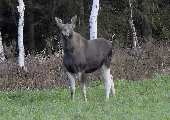 Hirvi-8681.jpg