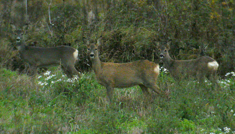 Kauriit-0265.jpg