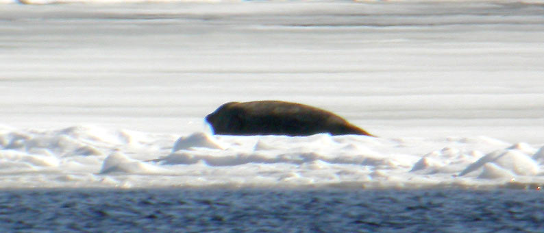 Norppa-5161.jpg