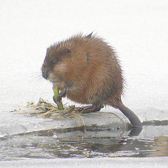 Piisami-100404-4222.jpg