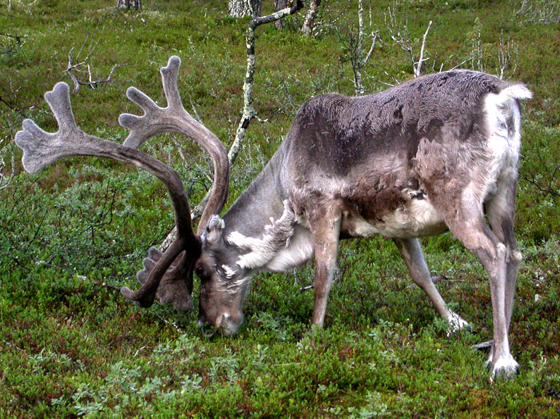 Poro-8894.jpg