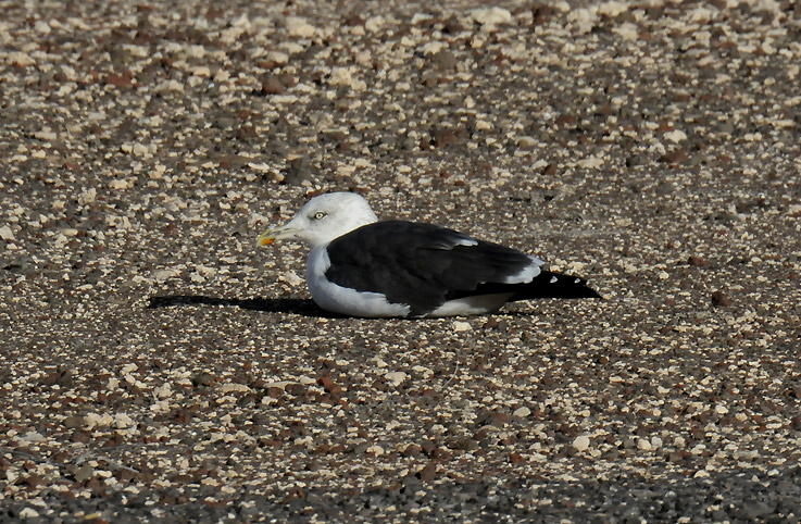 Selkalokki-0954.jpg