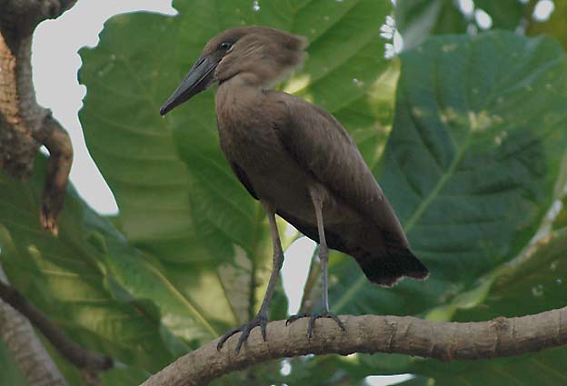 Vasara-6272