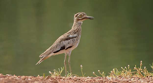 Paksujalka_6608