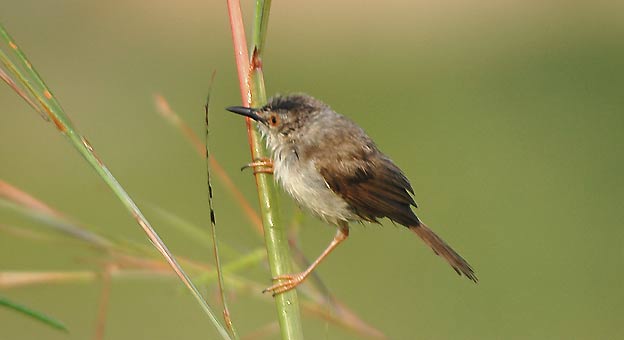 Prinia_6779