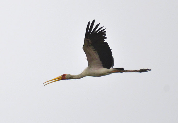 Afrikaniibis8588.jpg