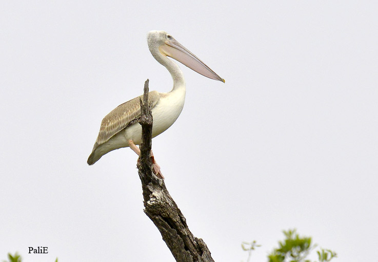 Pelikaani-8816.jpg