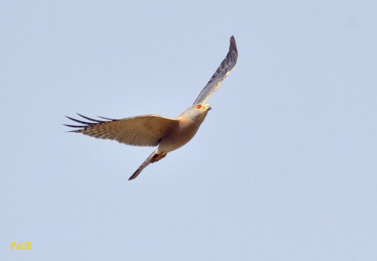 Arovarpushaukka-0812-7747.jpg