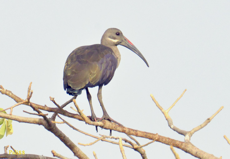Hadada-ibis-0712-7560.jpg