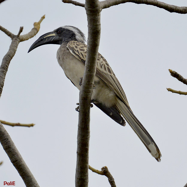 Harmaatoko-0912-9306.jpg