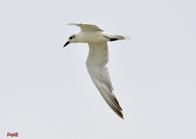 Hietatiira-1112-8798.jpg
