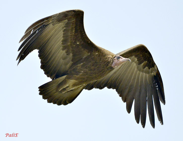 Huppari-0512-6779.jpg