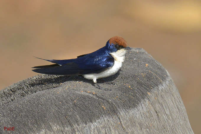 Jouhipaasky-0912-7990.jpg