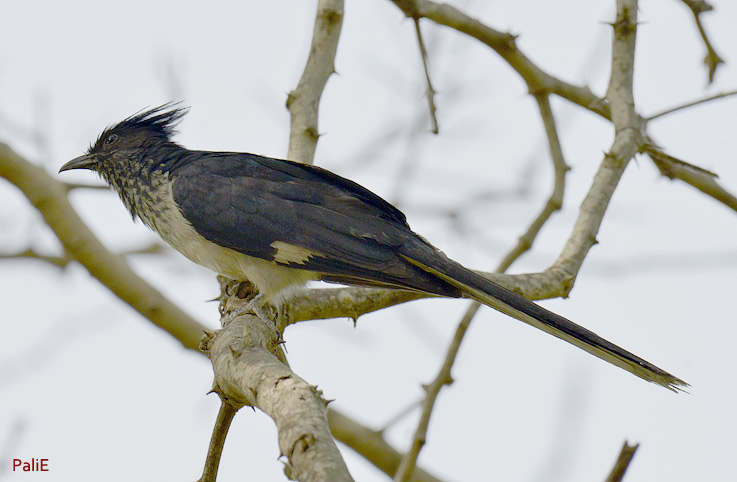 Palmikkokaki-7175.jpg