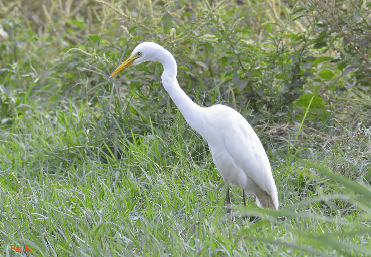 Pikkujalohaikara-1412-0384.jpg