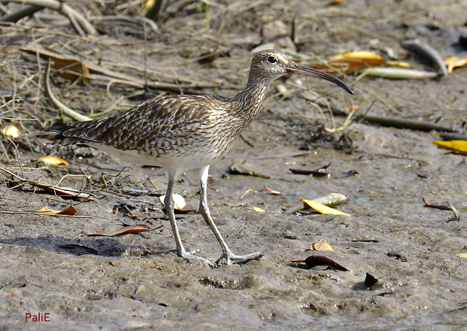 Pikkukuovi-0712-7440.jpg