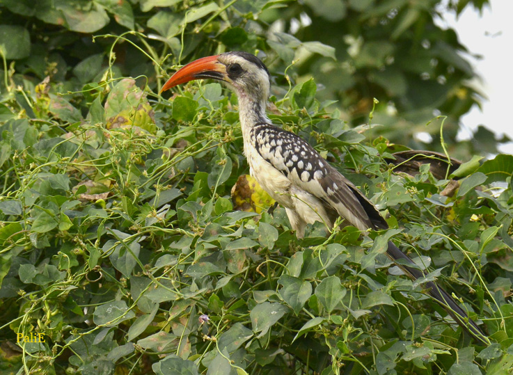 0612-Punanokkatoko-7207.jpg