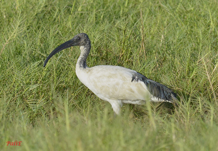 Pyhaiibis-1812-1341.jpg