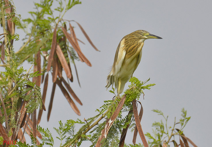 Raakkahaikara-0512-6824.jpg