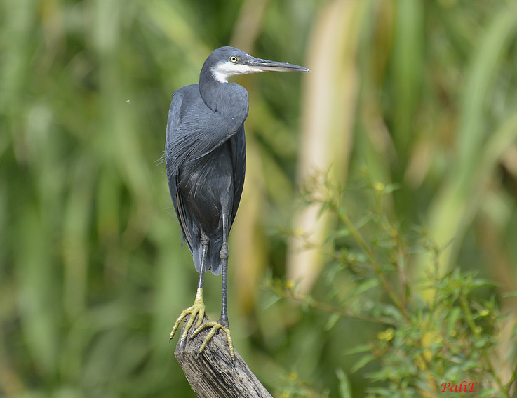 Riuttahaik-0512-6819.jpg