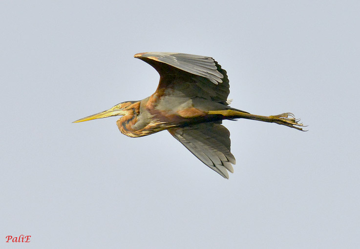Ruskohaikara-0612-7039.jpg