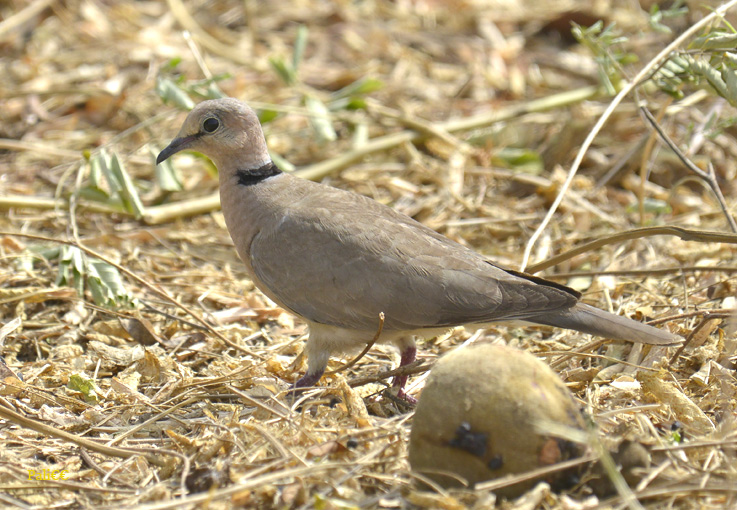 Saheklinturturi-0512-6814.jpg