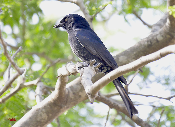 Drongo-1712-1158.jpg
