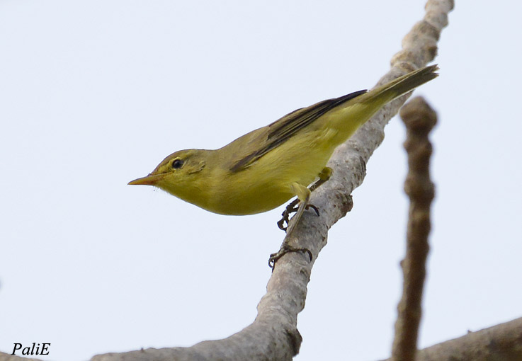 Melodious-0591.jpg
