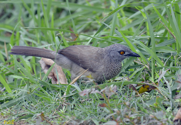 Valkosuomutimali-1212-9444.jpg