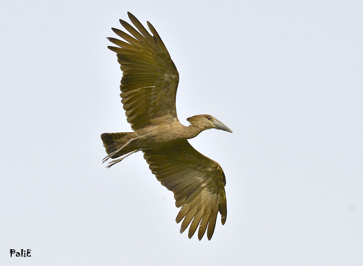 Vasarapaahaikara-0512-6872.jpg