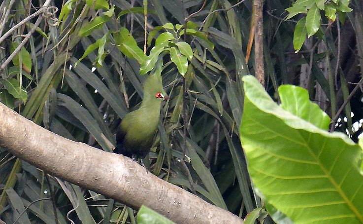 Viherturako-9569.jpg