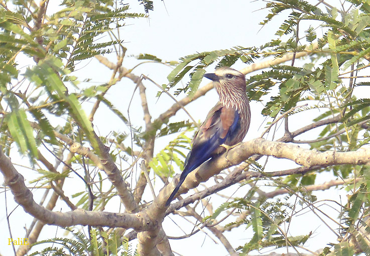 Viirusininarhi-1612-0542.jpg