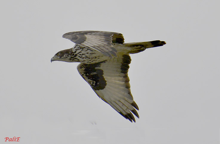 Vuorikotka-1112-9083.jpg