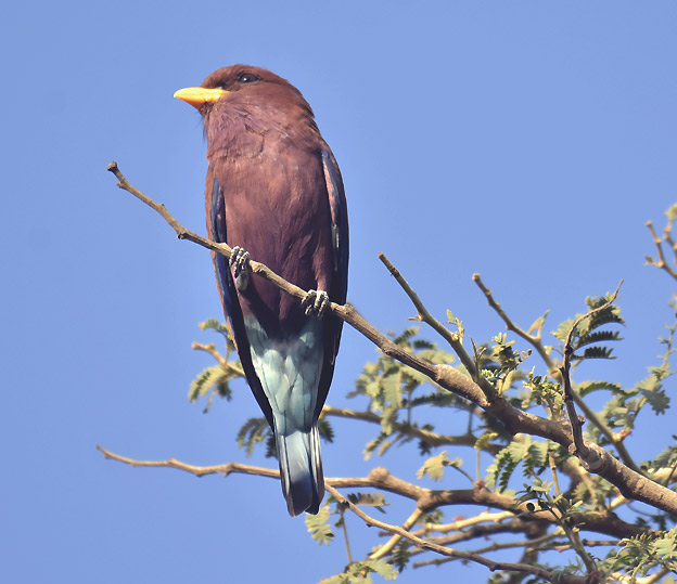 2011-Asinnarhi-3774.jpg