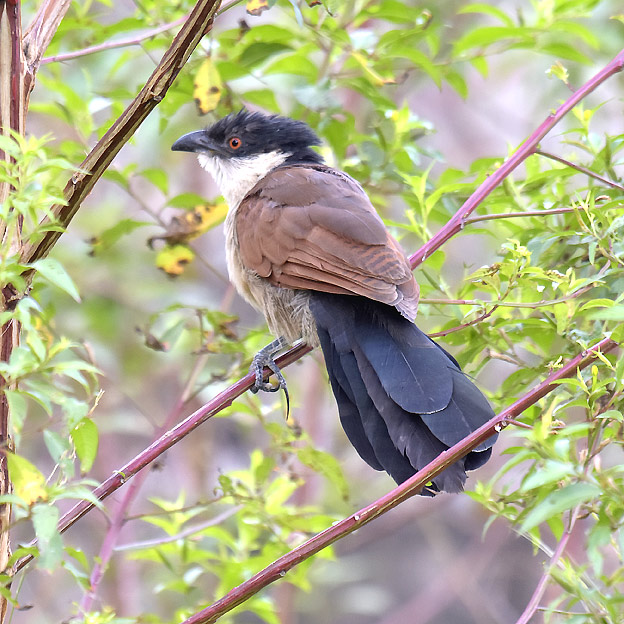 1611-Kukaali-2887.jpg