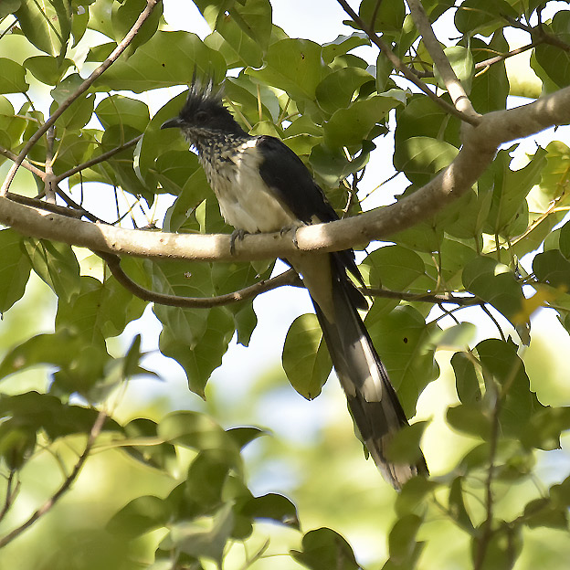 2211-Palmikkokaki-3973.jpg