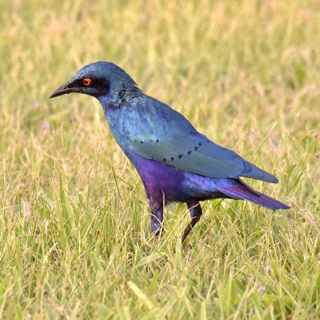1011-Purppurapkottero1045.jpg