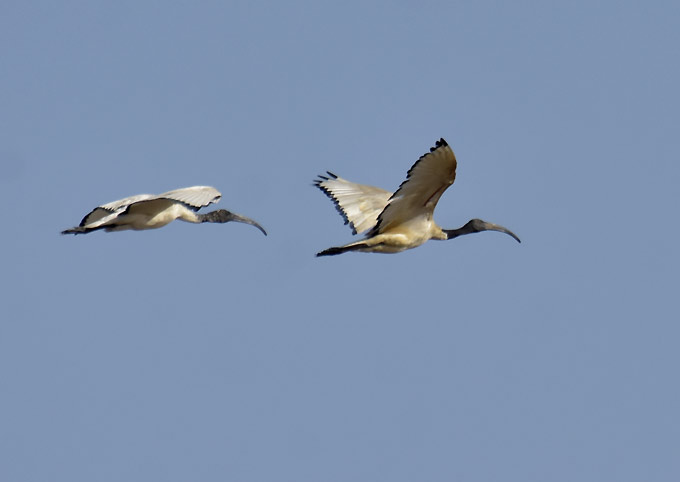 1911-Pyhaiibis-3453.jpg
