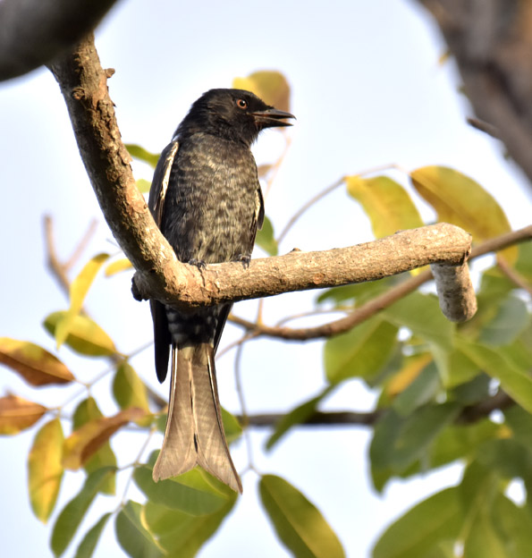 1811-Sieppodrongo-3380.jpg