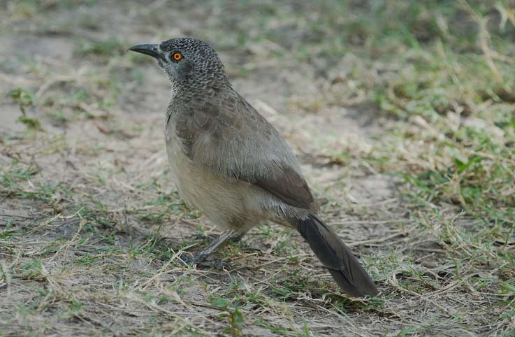 Babler_0553.jpg