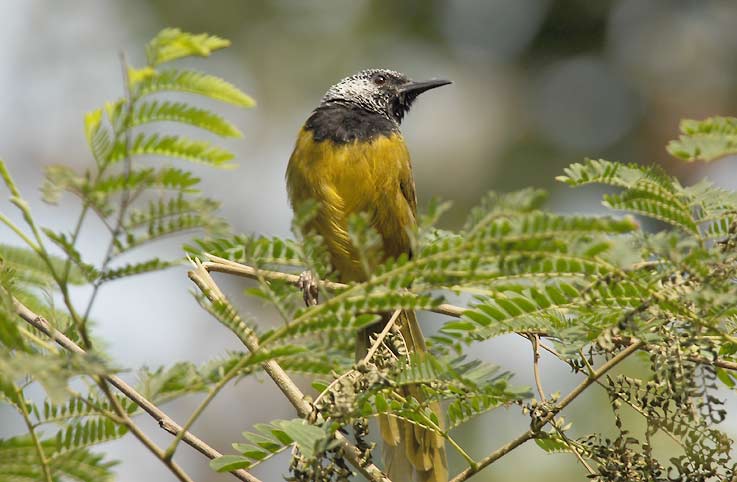 Babler_5626.jpg