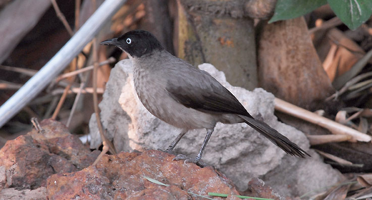 Babler_5409.jpg