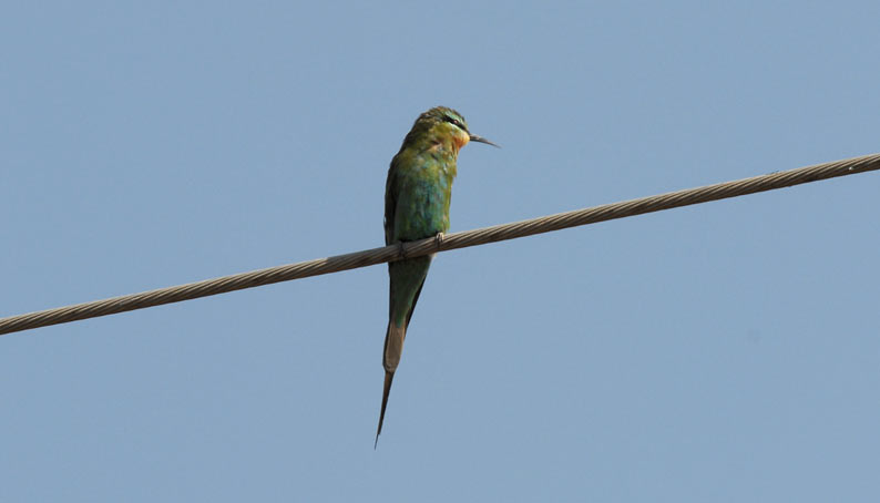 Bee_5374.jpg