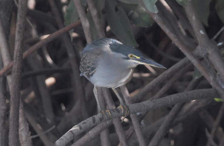 Bittern_4522.jpg