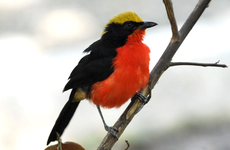 Red_5206.jpg