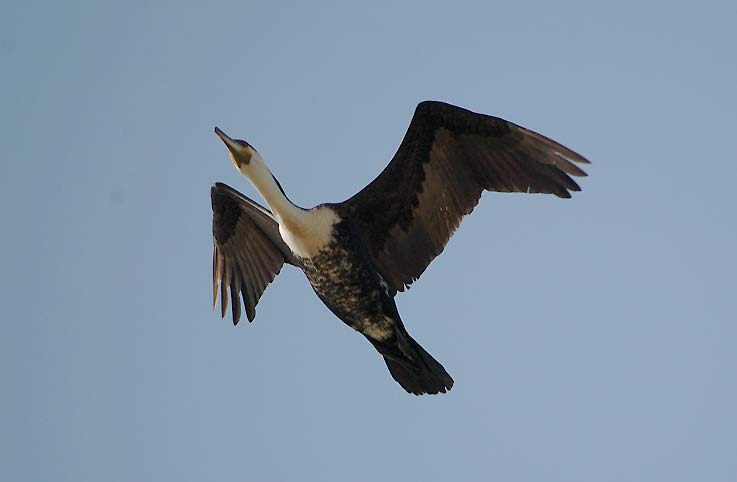 Cormo_5833.jpg