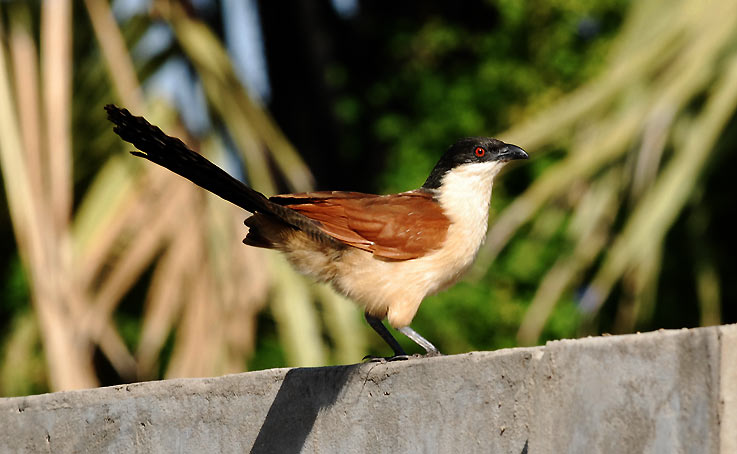 Coucal_0584.jpg