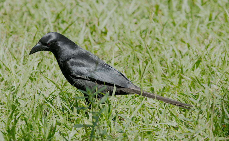 Piapiac_0508.jpg