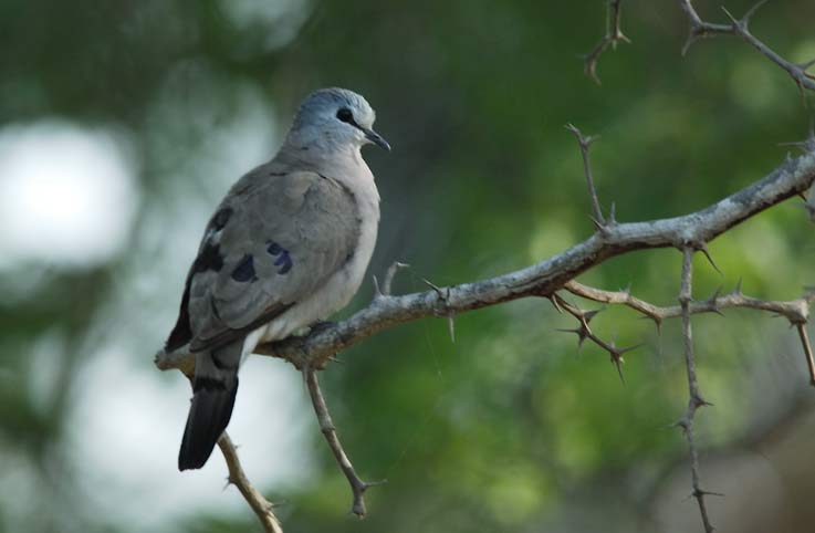 Dove_5290.jpg